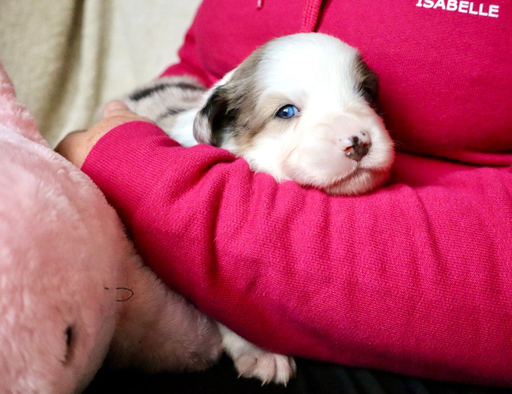 Des Fines Bulles De Saumur - Chiots disponibles - Berger Américain Miniature 