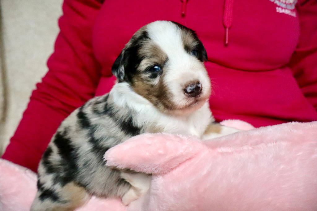 Des Fines Bulles De Saumur - Chiots disponibles - Berger Américain Miniature 