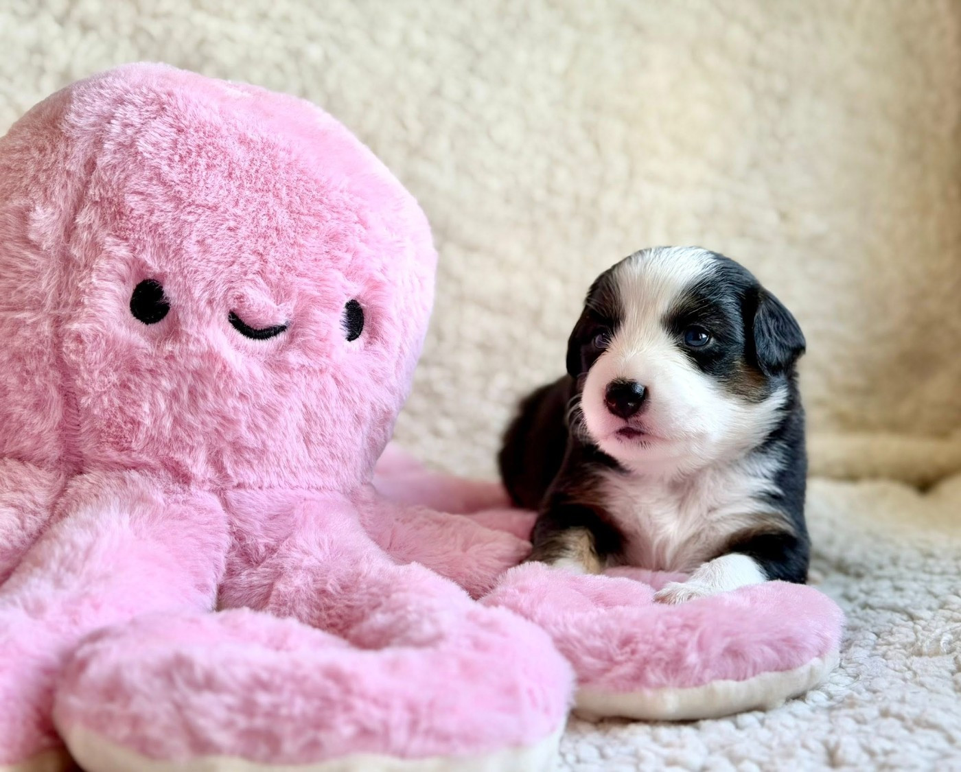 Des Fines Bulles De Saumur - Berger Américain Miniature  - Portée née le 13/01/2026