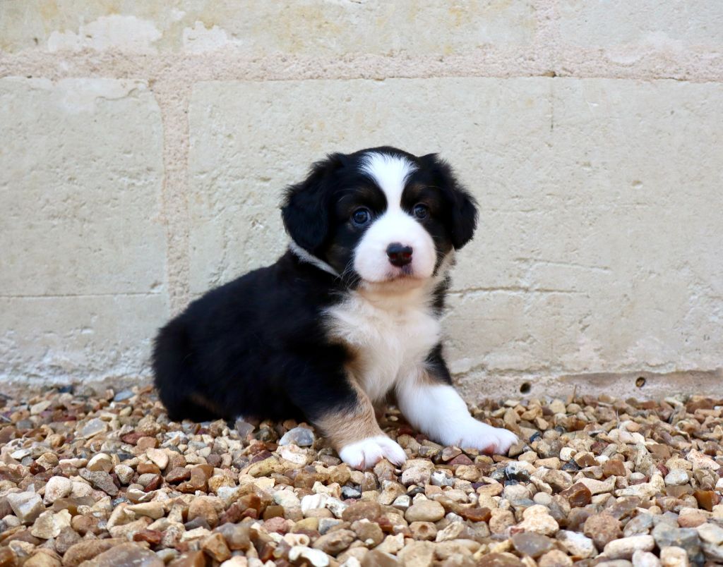Des Fines Bulles De Saumur - Chiots disponibles - Berger Américain Miniature 
