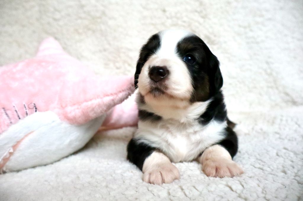 Des Fines Bulles De Saumur - Chiots disponibles - Berger Américain Miniature 