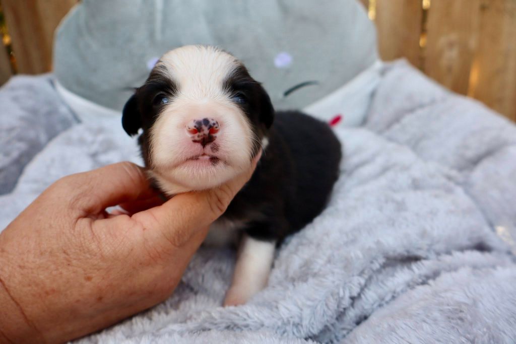 Des Fines Bulles De Saumur - Chiots disponibles - Berger Américain Miniature 