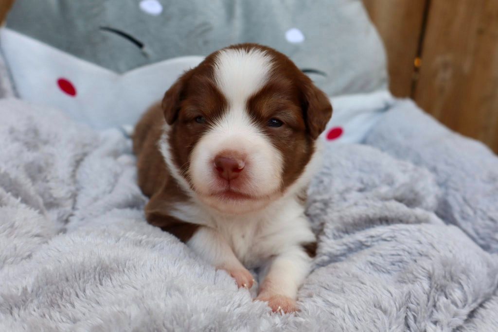 Des Fines Bulles De Saumur - Chiots disponibles - Berger Américain Miniature 