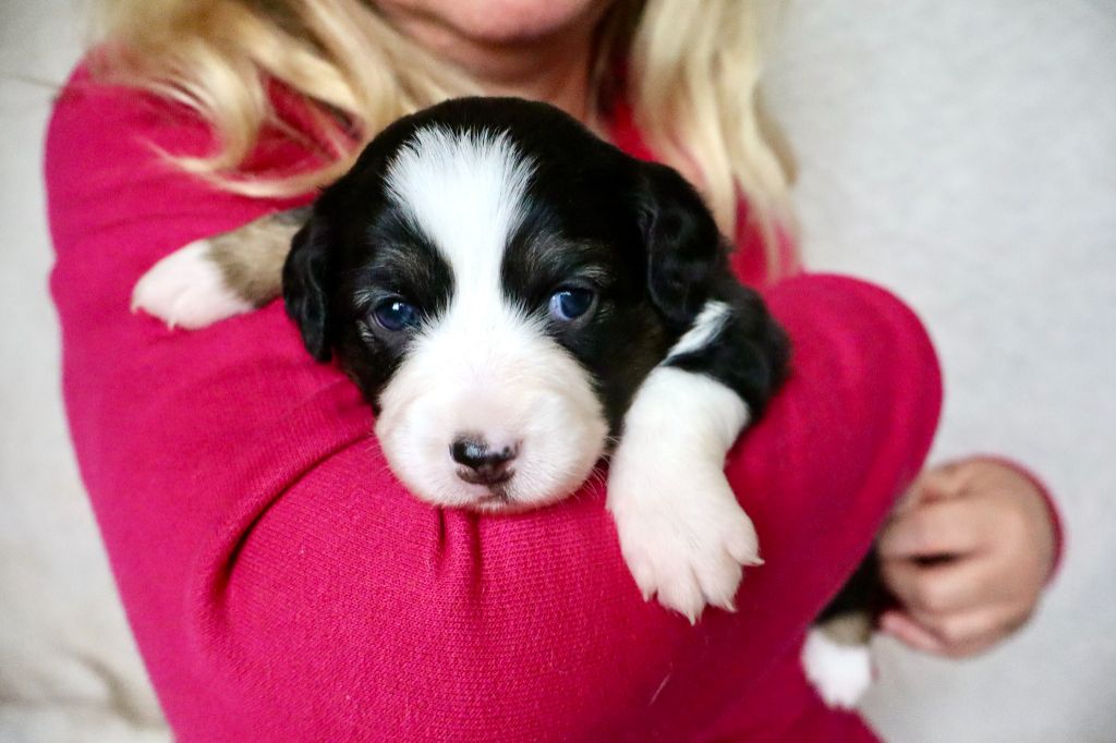 Des Fines Bulles De Saumur - Chiots disponibles - Berger Américain Miniature 