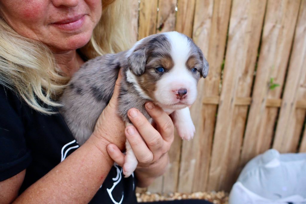 Des Fines Bulles De Saumur - Chiots disponibles - Berger Américain Miniature 