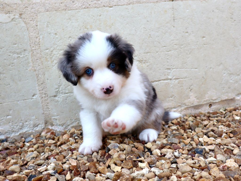 Des Fines Bulles De Saumur - Chiots disponibles - Berger Américain Miniature 