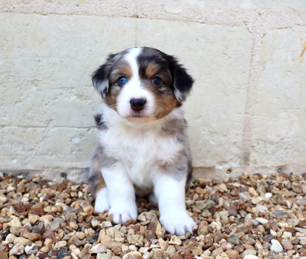 Des Fines Bulles De Saumur - Chiots disponibles - Berger Américain Miniature 