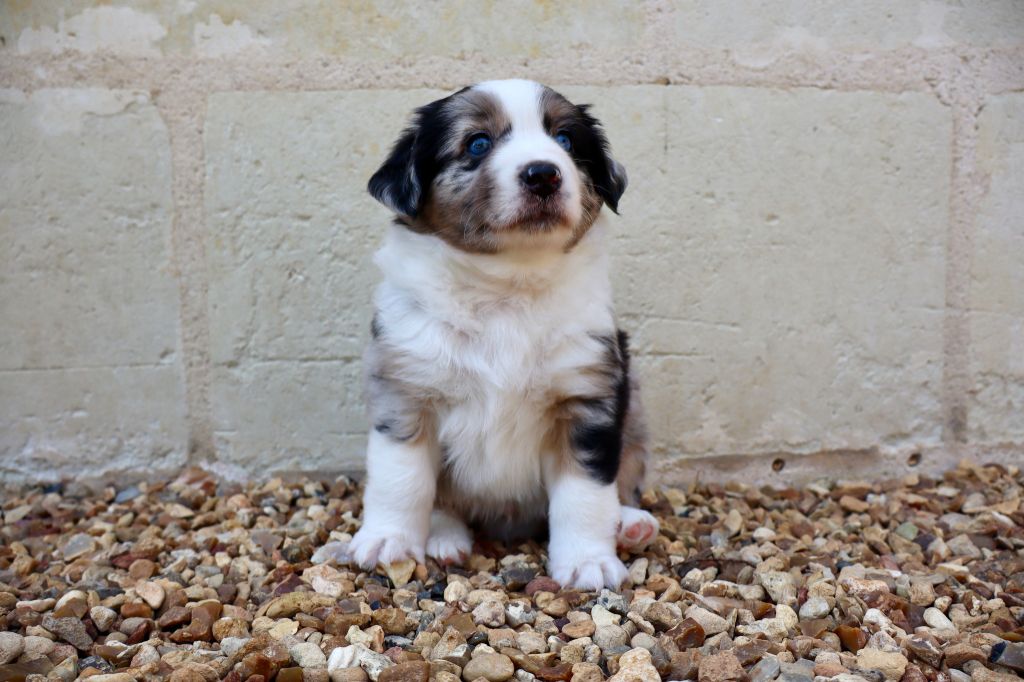 Des Fines Bulles De Saumur - Chiots disponibles - Berger Américain Miniature 
