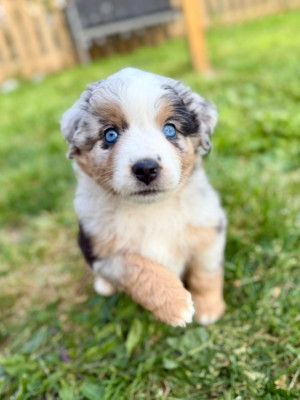 Bella