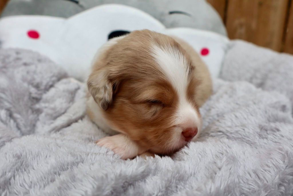 Des Fines Bulles De Saumur - Chiots disponibles - Berger Américain Miniature 