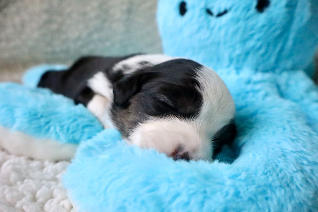 Des Fines Bulles De Saumur - Chiots disponibles - Berger Américain Miniature 