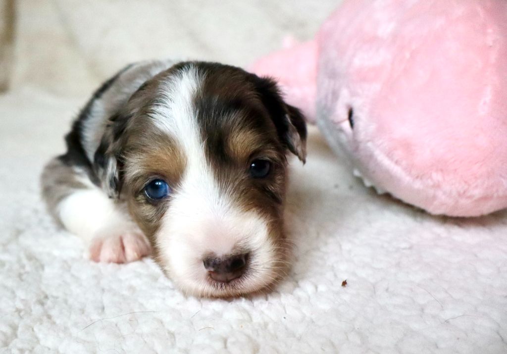 Des Fines Bulles De Saumur - Chiots disponibles - Berger Américain Miniature 