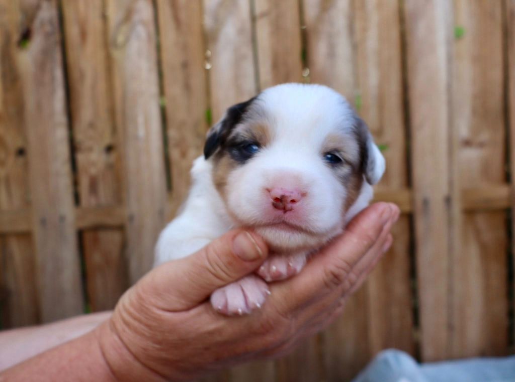 Des Fines Bulles De Saumur - Chiots disponibles - Berger Américain Miniature 